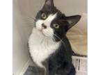 Adopt Moon Pie a Domestic Short Hair