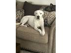 Adopt Bailee Blue a Boxer, Dogo Argentino
