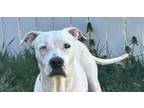 Adopt Bailee Blue a Boxer, Dogo Argentino