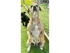 Adopt Bo Bo Jack a Black Mouth Cur