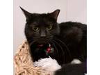 Adopt Tonya Toyota a Domestic Short Hair