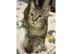 Adopt Pamela a American Shorthair