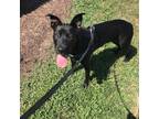 Adopt Porridge a Black Labrador Retriever, American Staffordshire Terrier