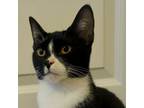 Adopt Zoey a Domestic Short Hair