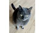 Adopt Oscar a Domestic Short Hair, Russian Blue