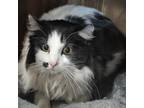 Adopt Marylin a Domestic Long Hair