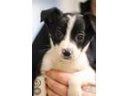 Adopt Lily a Border Collie