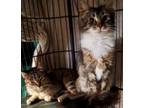 Adopt Wendy and Winnie (Urgent Adoption needed) a Tabby