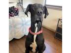 Adopt Ebony a Great Dane