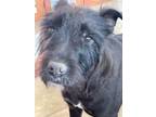 Adopt Estillita a Scottish Terrier, Standard Schnauzer