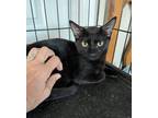 Adopt Mimi a Domestic Short Hair