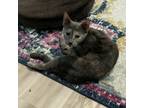 Adopt Rosemary a Domestic Short Hair