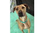 Adopt Daisy a Black Mouth Cur, American Staffordshire Terrier