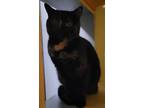 Adopt Scribbles a Domestic Short Hair