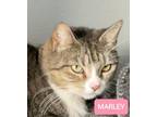 Adopt Marley a American Shorthair