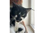 Adopt Smudge a Domestic Short Hair