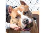 Adopt Biggie a American Staffordshire Terrier