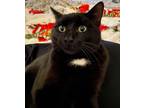 Adopt Apache a Domestic Short Hair