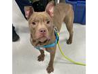 Adopt Scooby Duke a Pit Bull Terrier