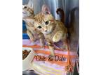 Adopt Chip & Dale a Domestic Short Hair
