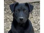 Adopt Stetson a Labrador Retriever, Retriever