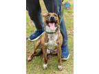 Adopt ST NICO a Black Mouth Cur, Mixed Breed