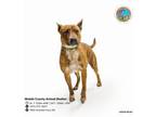 Adopt ST NICO a Black Mouth Cur, Mixed Breed