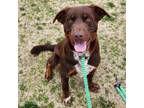 Adopt Chester a Chocolate Labrador Retriever