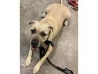 Adopt MORTON a Mastiff, Mixed Breed