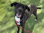 Adopt SNEASEL a Labrador Retriever, Border Collie