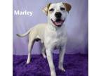 Adopt Marley a Labrador Retriever