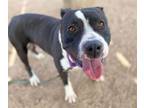 Adopt WILLY a Pit Bull Terrier