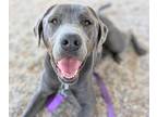 Adopt DNO a Labrador Retriever, Pit Bull Terrier