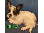 Adopt Billy a Cairn Terrier, Papillon