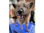 Adopt Holiday a Jindo, Wheaten Terrier