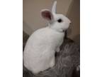 Adopt Fern a Bunny Rabbit