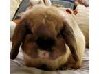 Adopt Bumi a Holland Lop