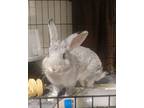 Adopt ShoobyDoo a Chinchilla