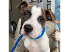 Adopt Zorro a Pit Bull Terrier