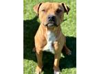 Adopt Alexander a Pit Bull Terrier