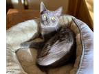 Adopt Sky a Russian Blue, Domestic Short Hair