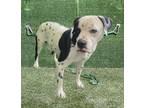 Adopt JAX a Dalmatian, Pit Bull Terrier
