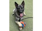 Adopt BRAVEHEART a German Shepherd Dog