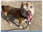 Adopt WINSTON a Pit Bull Terrier