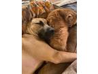 Adopt DARBY a Shar-Pei