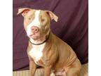 Adopt DANNY a Pit Bull Terrier