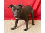 Adopt Wishbone a Labrador Retriever