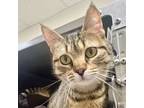 Adopt STREAKER a Tabby