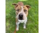 Adopt YOSHI a Australian Cattle Dog / Blue Heeler, Mixed Breed