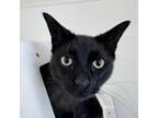 Adopt Simba a Domestic Short Hair